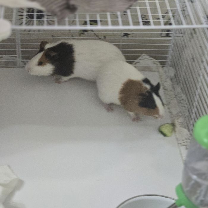 Морские свинки пара