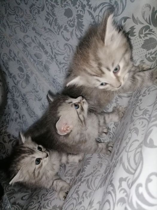 Шиншилла 1 ярим ойлик мушукчалар. Аклли. Смес ичадилар. Лотокка чикади