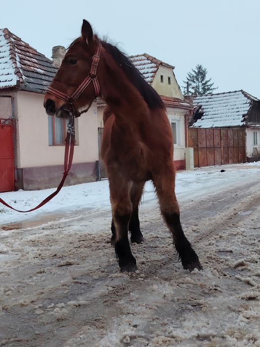 Mânz disponibil de un an și patru luni