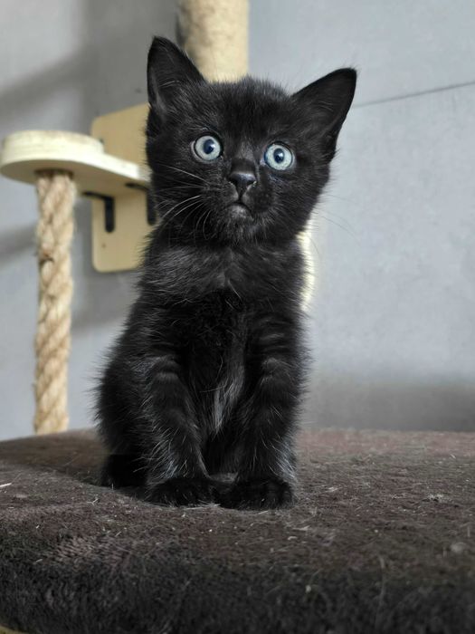 Котята защитники