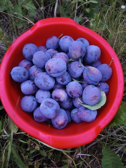 Prune Top Taste: prune premium cu dulceață naturală supremă