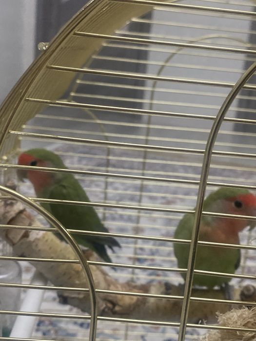 Продается попугай Неразлучники