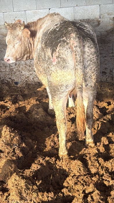 Телка, КРС, коровы