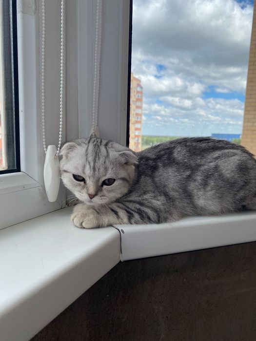 Шотландский кошки