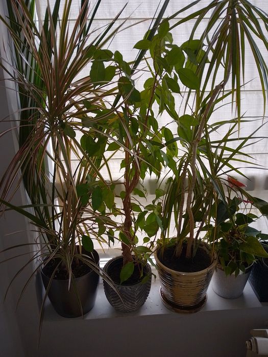 Пет броя цветя: 2  драцени, 2 бенджамина и антуриум