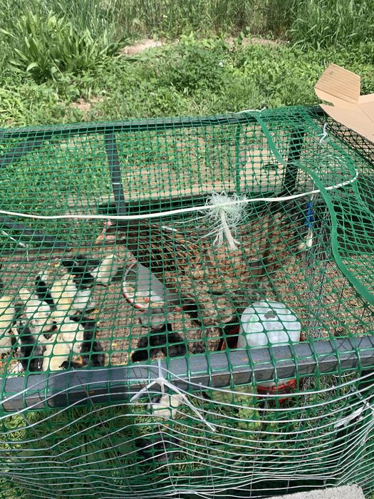 Продам курицу брама