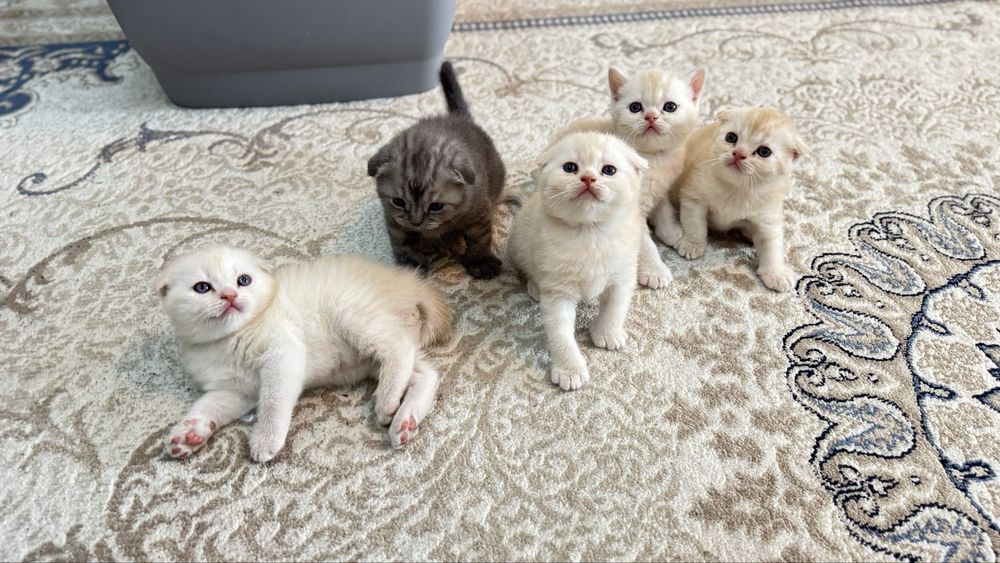 Мушуклар скоттиш фолд