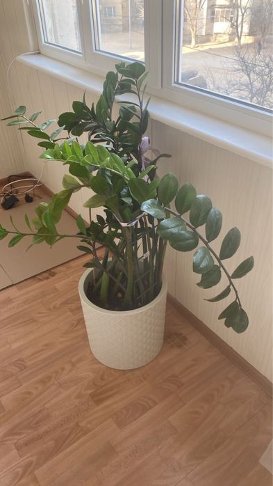 Цветок комнатный