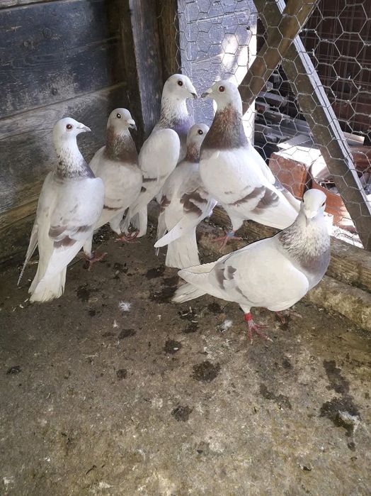 Porumbei Voiajori Bricoux