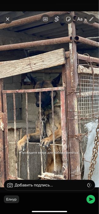 Бельгиский Овчарка  чисто кров