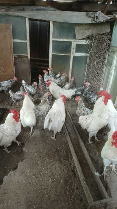 Продам пушкинских кур