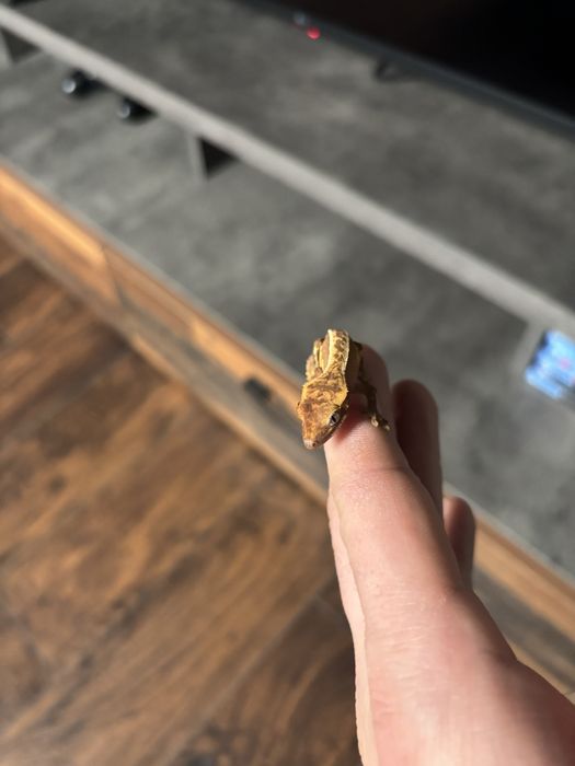 Crested gecko doua nuante
