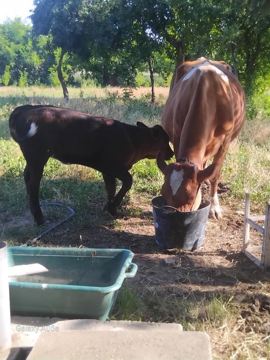 Vaca cu vițel de vânzare