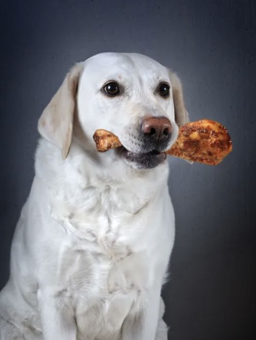 Корм для собак корм корм