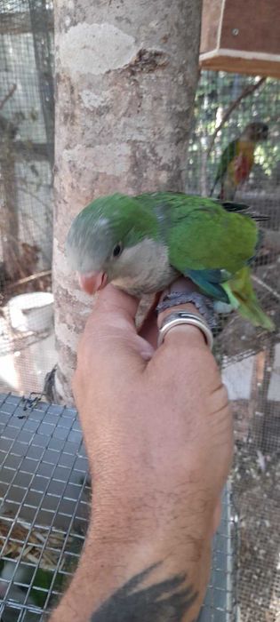 Продавам ръчно хранени монаси