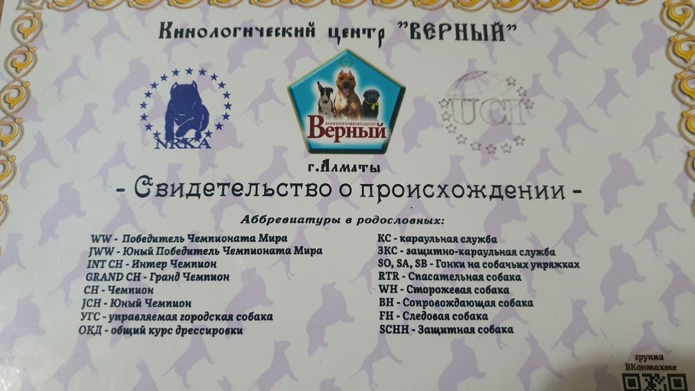 Чихуахуа кобель, вязка.