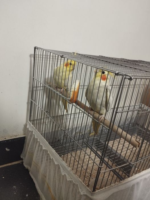 New zilandiya va karola to'tilari