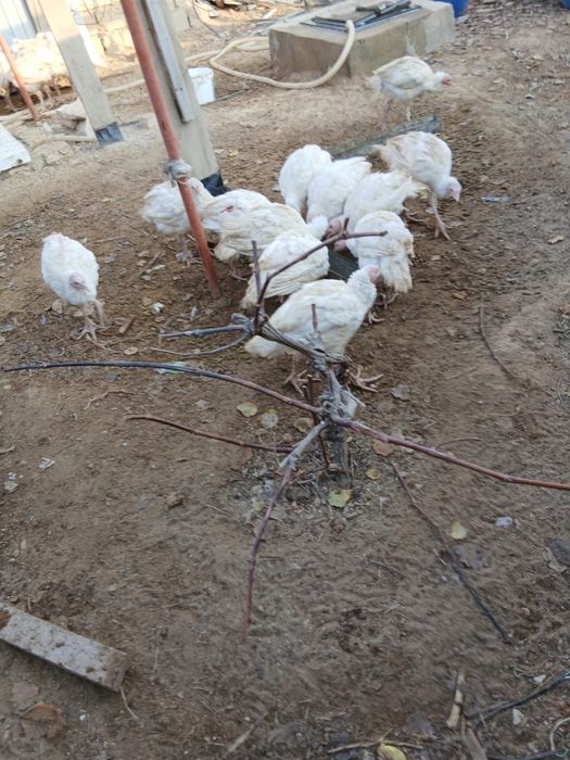 Индюки от 10тыс