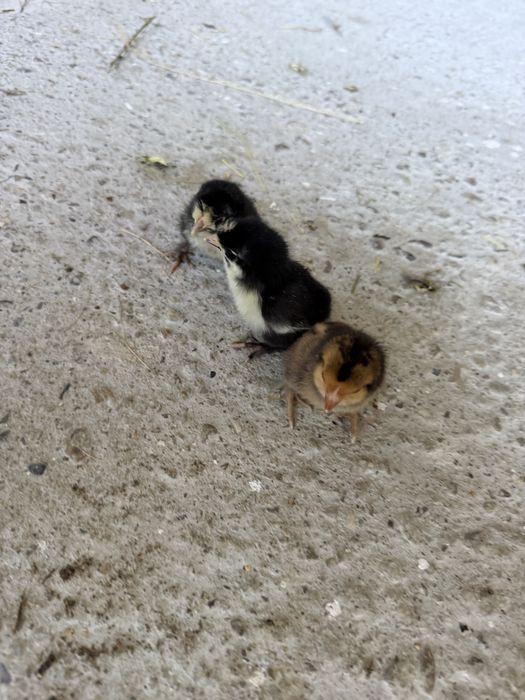 Vand pui motata olandeza si mii de flori