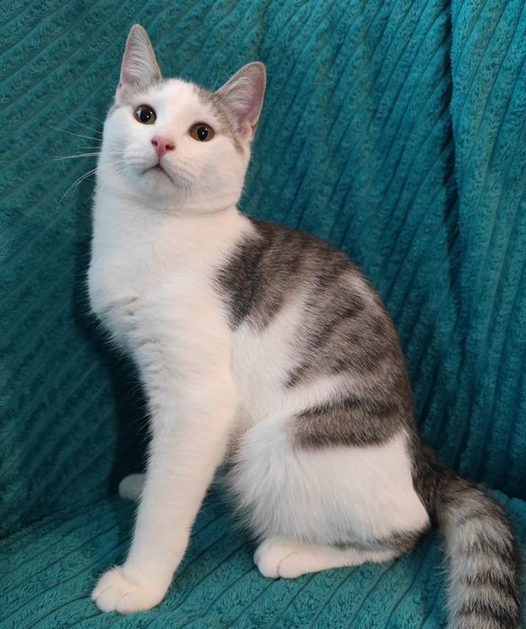 Ласковый Котик ищет Дом