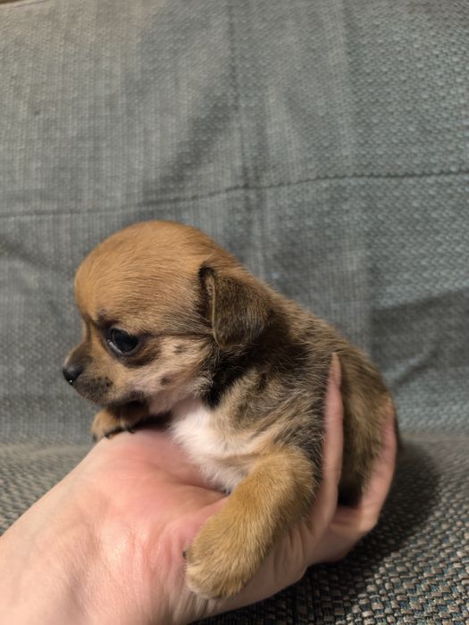 Девочка чихуахуа