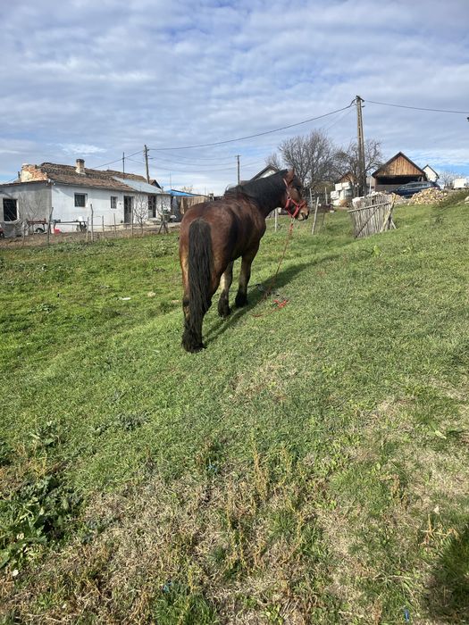 Vand manz de un an jumate