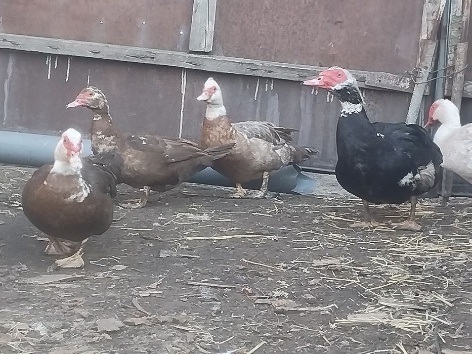 Продам индоуток на племя