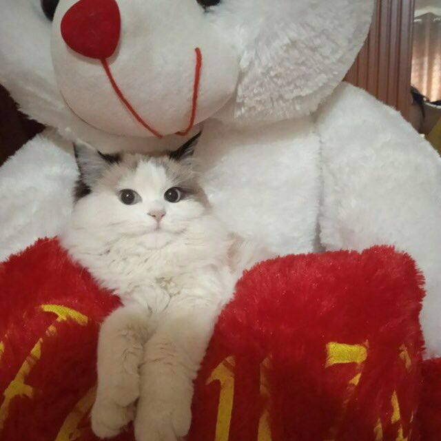 Yaxshi qarash kerak uy mushugi aqlli ригдоыл