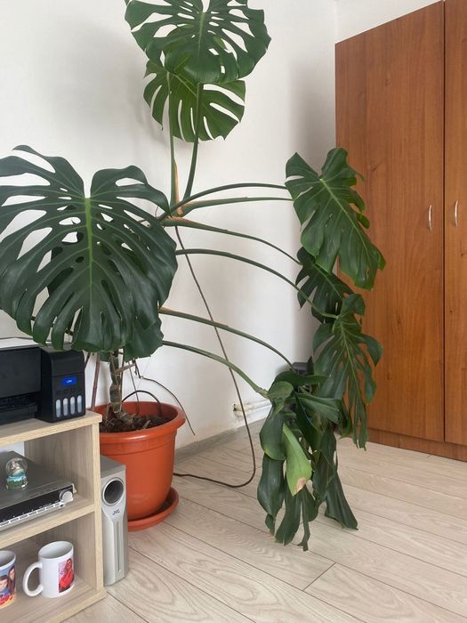 Planta Monstera .