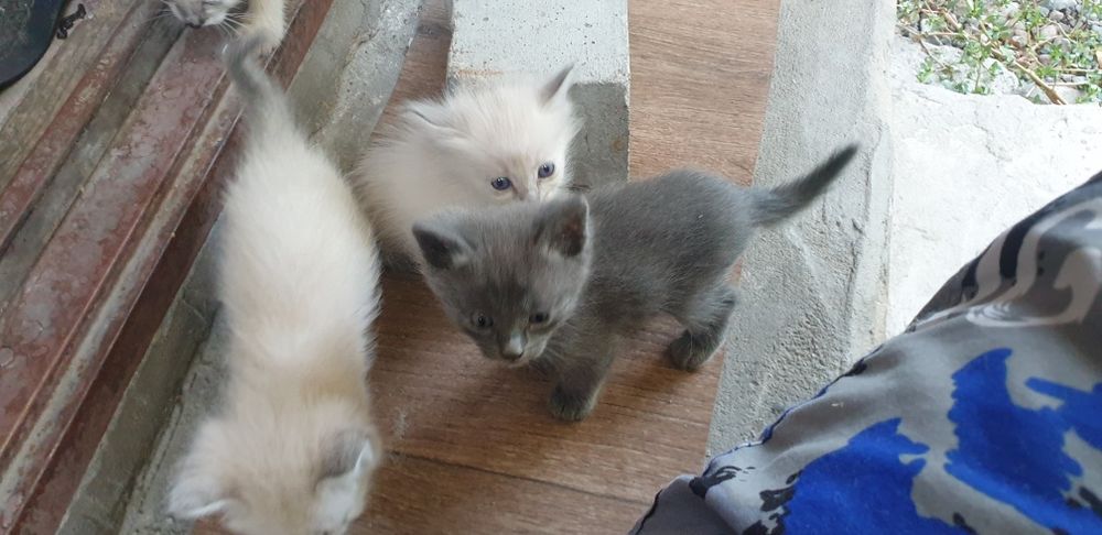 Отдам котят даром