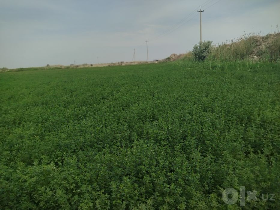 Qishloq xoʻjaligi yeri