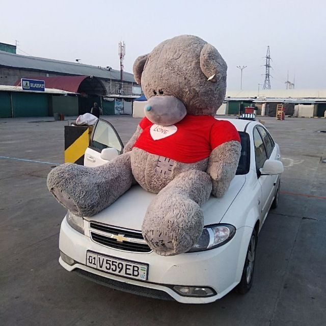 Teddy + Teddi Bonusga Qo'shib beramiz