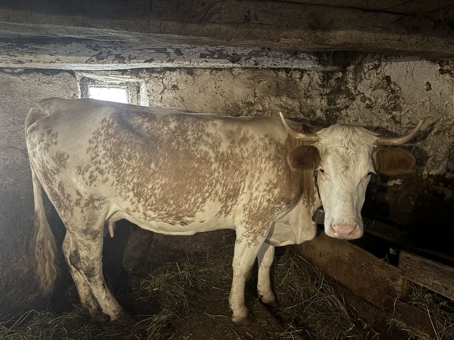 Vaca de vanzare