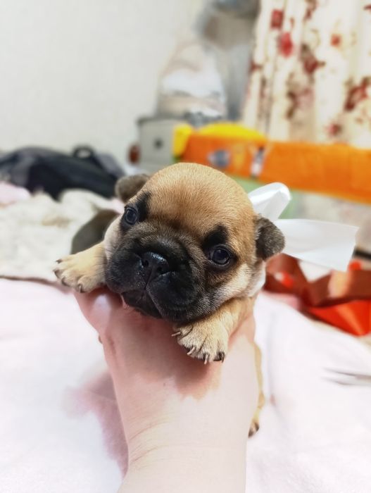 Продам щенков французского бульдога(Бронь)