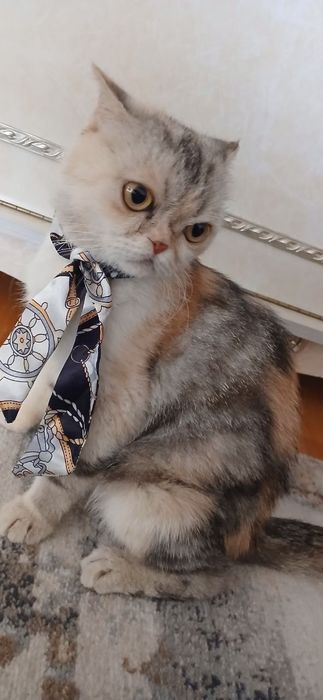 Персидская кошка