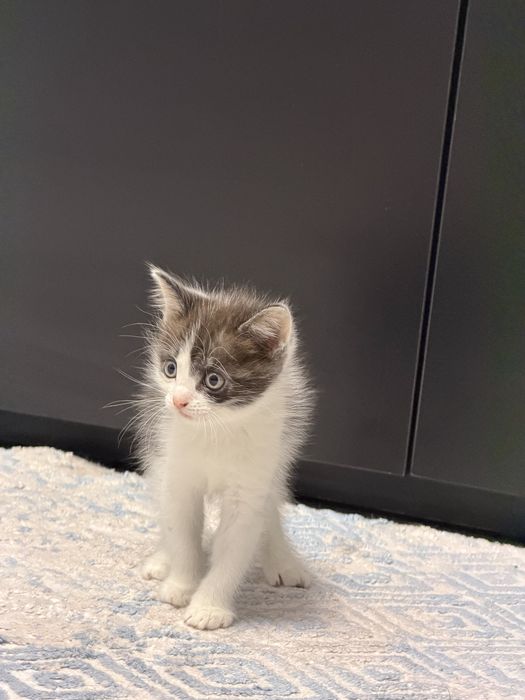 Продается котенок