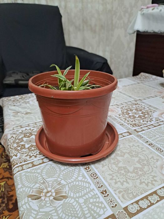 Хлорофитум - очиститель воздуха