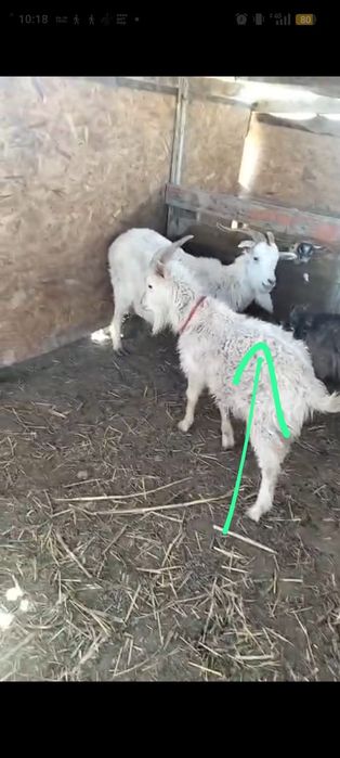 Текешіктер сатылады