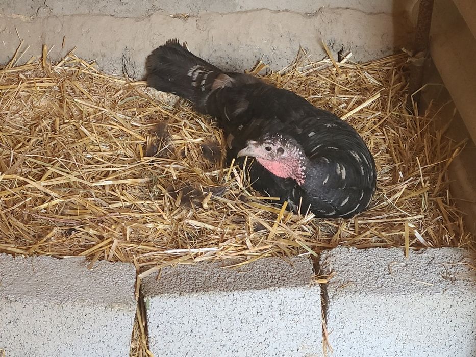 Kurk kurka zotle bugun kurk buldi