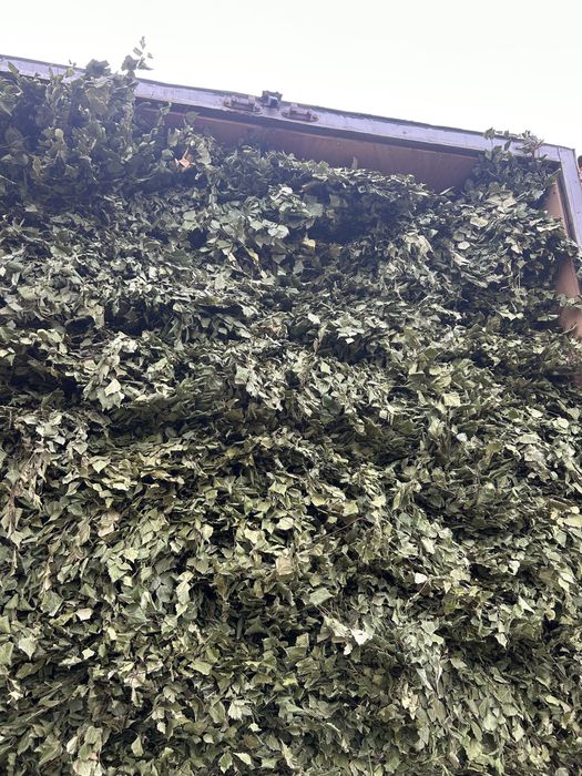 береза веник 500 тг