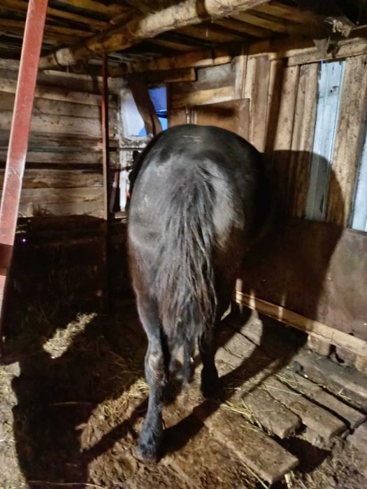 Продам лошадь, кобыла, на откорме овсом