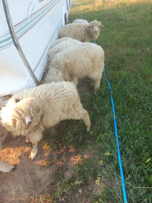 Vand i Miei românești
