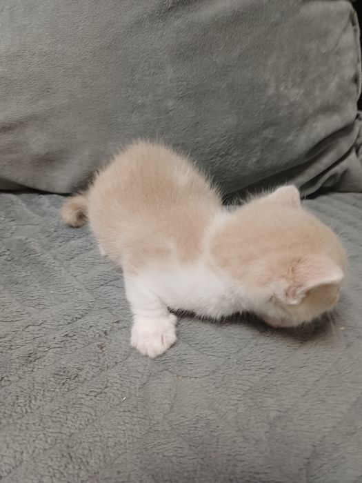 Отдам котят  в добрые руки
