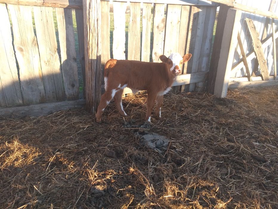 Сатам продам коров и тёлок.