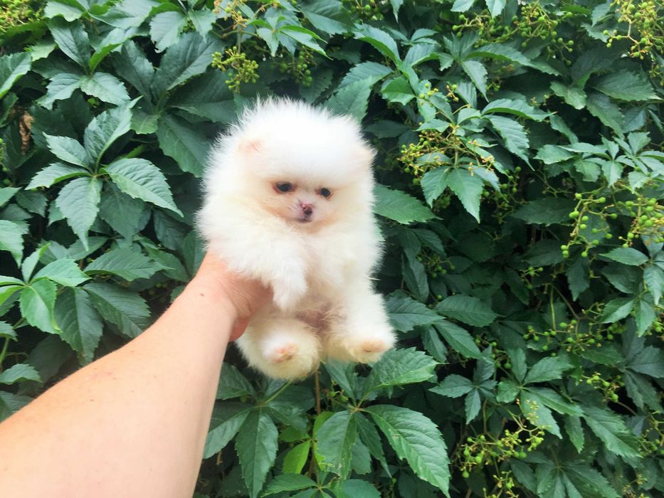 Померан мини Померанчета