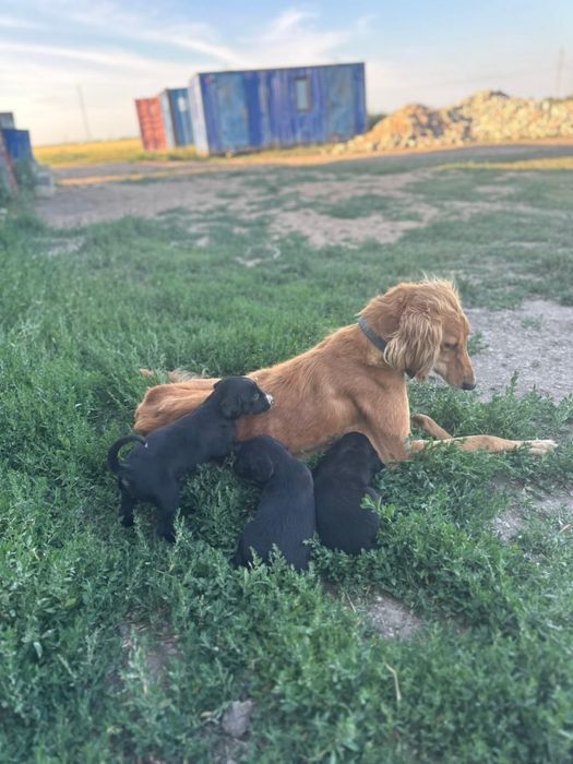 Продам щенят тазы