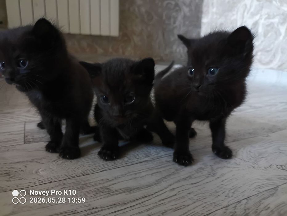 отдам котят даром