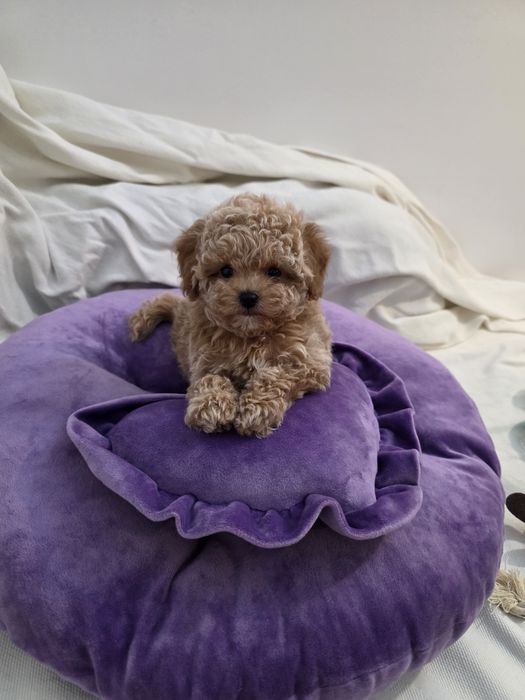 Maltipoo Korean teacup