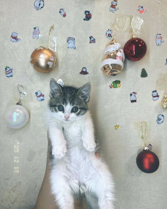 продается котенок очень игривая