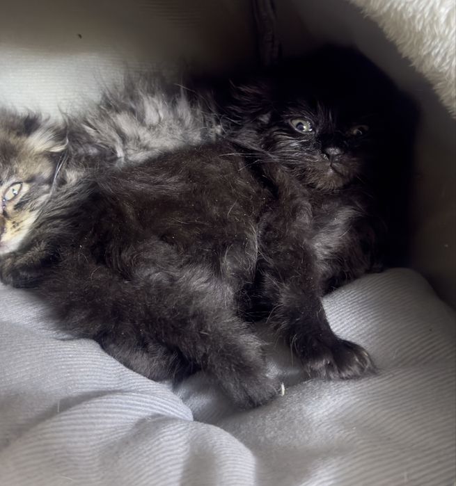 Котенок вислоухий